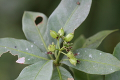 Psychotria flavida